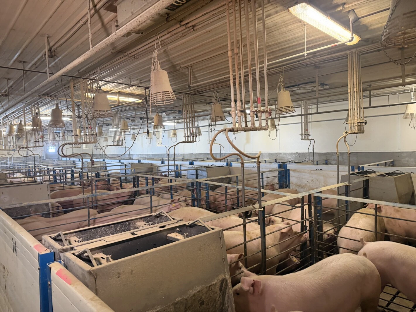 SDSU ਵਲੋਂ ਸੂਰਾਂ ਦੀ ਫੈਕਟਰੀ ਦਾ ਵਿਕਾਸ