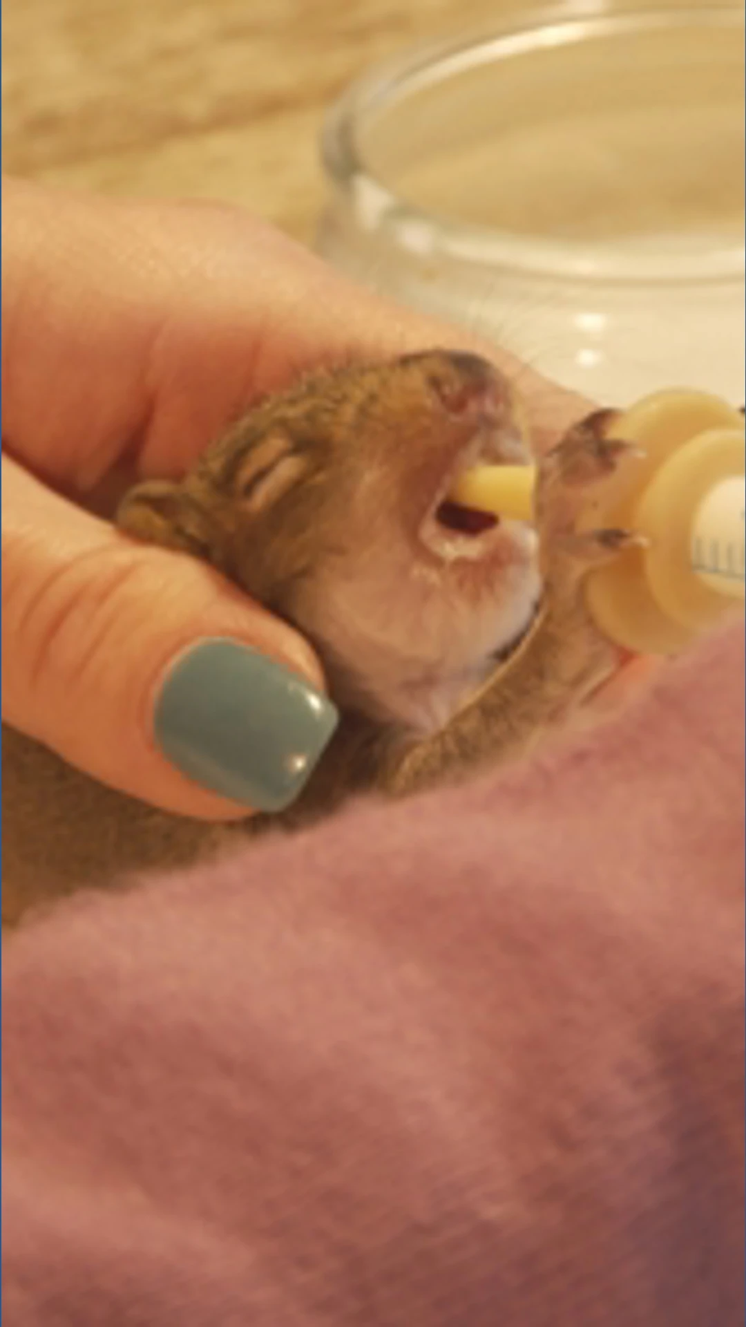 ਕੇਂਟਕੀ ਵਾਈਲਡਲਾਈਫ਼ ਰੈਸਕਿਊ ਦਾ ਫੇਸਬੁੱਕ ਹੈਕ ਨਾਲ ਨੁਕਸਾਨ