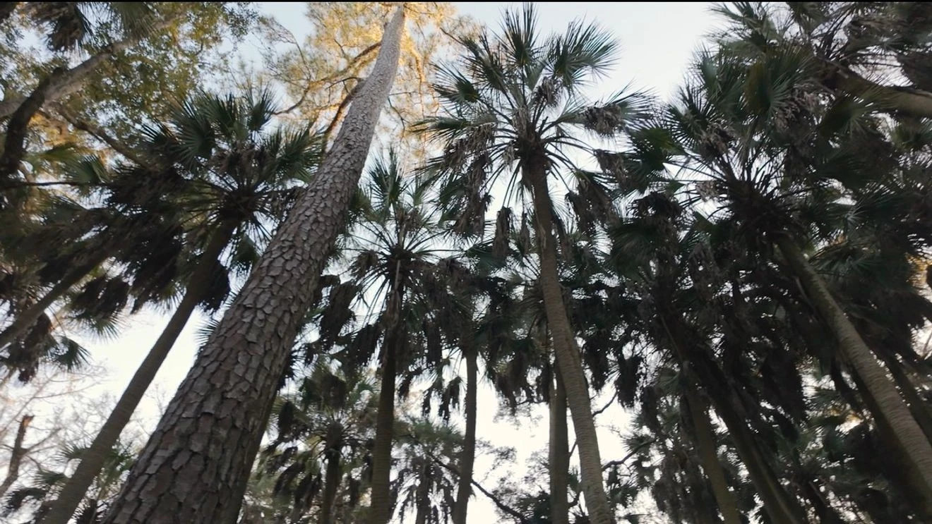 ਫਲੋਰੀਡਾ ਦੇ ਵਾਕੁਲਾ ਕਾਉਂਟੀ ਵਿੱਚ ਖੁਲ੍ਹਾ ਕੈਥੀਡ੍ਰਲ ਪਾਮ ਪੌਦਿਆਂ ਦਾ ਜਾਦੂ