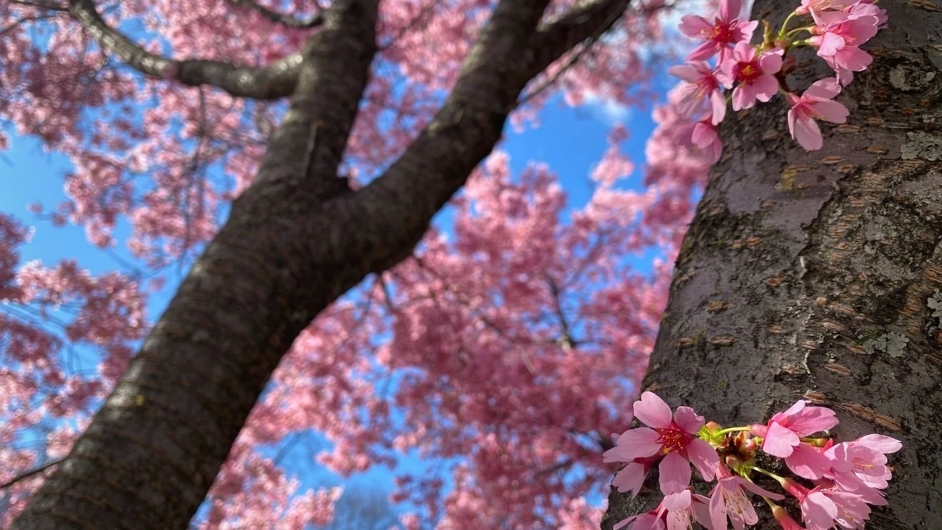 ਮਿਡ-ਅਟਲਾਂਟਿਕ ਵਿੱਚ ਬਹੁਤ ਜਲਦੀ ਆ ਰਹੀ ਹੈ ਬਸੰਤ ਰੁੱਤ