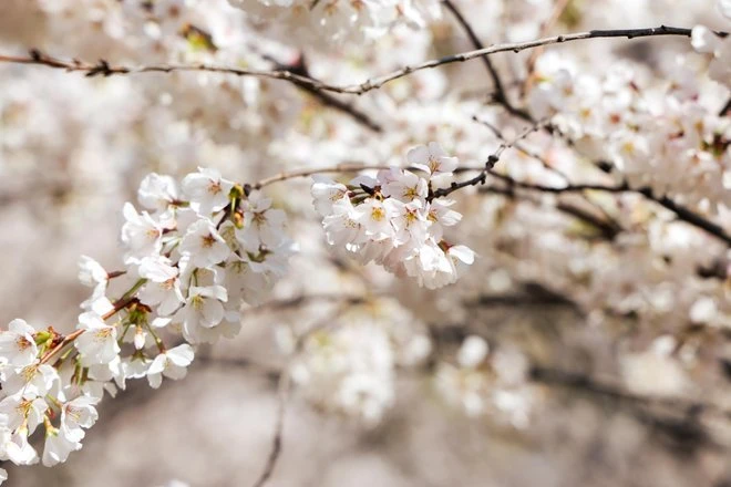 ਵਾਈਟ ਰਿਵਰ ਸਟੇਟ ਪਾਰਕ ਵਿੱਚ ਚੈਰੀ ਦੇ ਫੁੱਲ ਖਿੜੇ