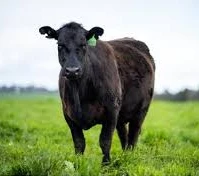 ਅਮਰੀਕੀ ਪਸ਼ੂਪਾਲਕਾਂ ਲਈ ਸਹਾਇਤਾ ਵਧਾਈ ਜਾਵੇਗੀ