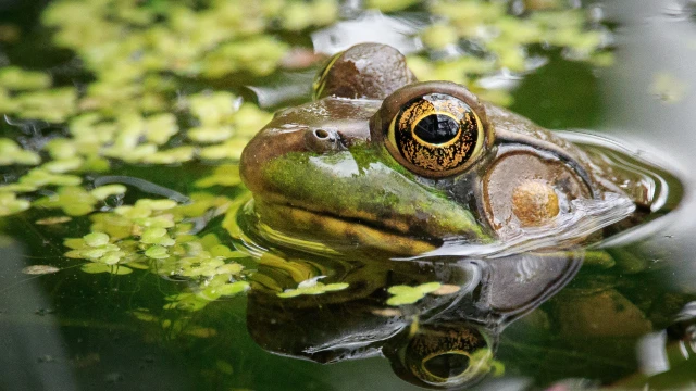 ਓਹਾਇਓ ਚ ਕਾਨੂੰਨ ਲਗਭਗ ਲਵਲੈਂਡ ਫਰੌਗ ਨੂੰ ਰਾਜ ਦਾ ਰਾਜਸੀ ਜਾਨਵਰ ਬਣਾਉਣ ਦੀ ਕੋਸ਼ਿਸ਼