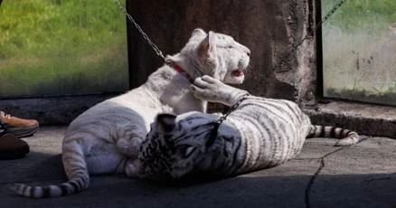 ਵੈਲੀਜੋ ਪੁੱਟੇ ਸਾਫ਼ ਸਫ਼ੈਦ ਬੀਲੀਆਂ ਦੇ ਬੱਚੇ ਆਏ