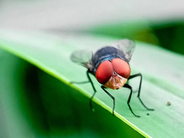 ਫਲੋਰੀਡਾ ਨੇ ਟੈਕਸਾਸ ਤੋਂ ਜਾਨਵਰਾਂ ਤੇ ਪਾਬੰਦੀ ਲਗਾਈ