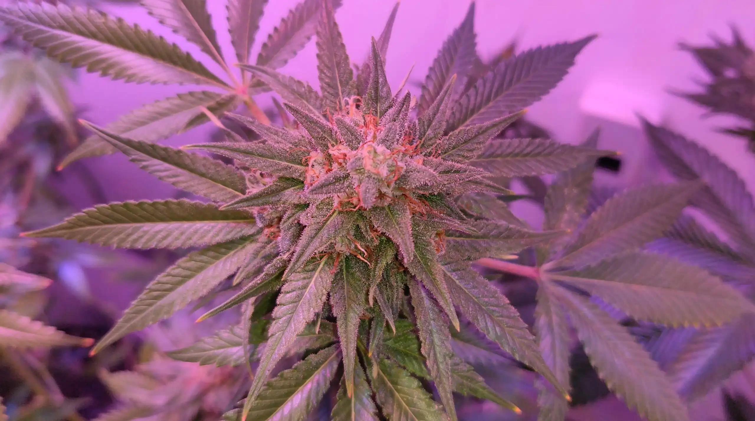 ਜਨਰਲ ਮਰੀਜੁਆਨਾ ਕਾਨੂੰਨ 'ਤੇ ਸਿਆਸੀ ਹੰਝਾ ਜਮਿਆ