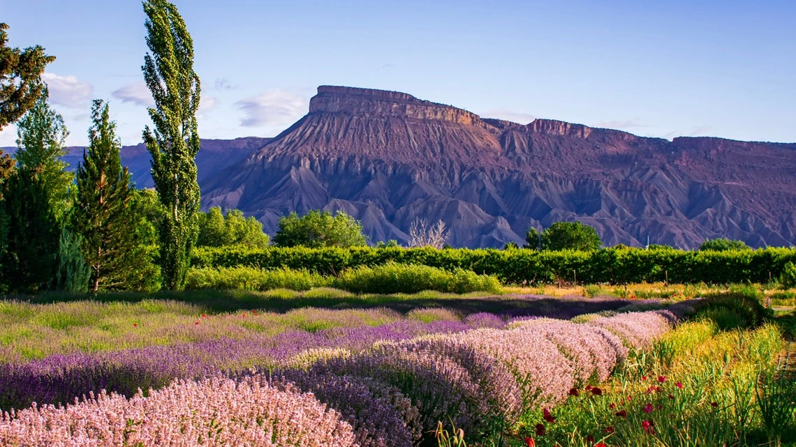 ਕੋਲੋਰਾਡੇ 'ਚ ਮਜ਼ਦੂਰਾਂ ਦੇ ਆਈਡੀ ਤਬਾਦਲੇ 'ਤੇ ਕ਼ਾਨੂੰਨੀ ਪਾਬੰਦੀ ਬਣਨ ਵੀਚਾਰਧਾਰਾ