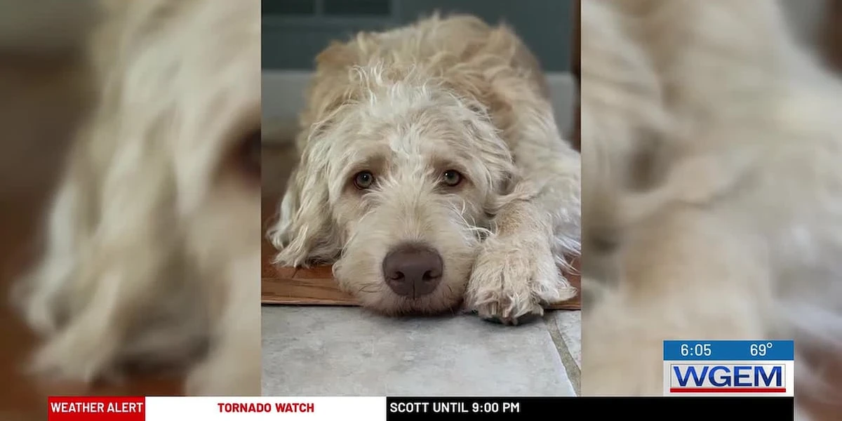 ਸੋਸ਼ਲ ਮੀਡੀਆ ਦੀ ਮਦਦ ਨਾਲ ਪਿਆਰਾ ਕੁਤਾ ਮਿਲਿਆ, ਦੂਜਾ ਹਾਲੇ ਲਾਪਤਾ