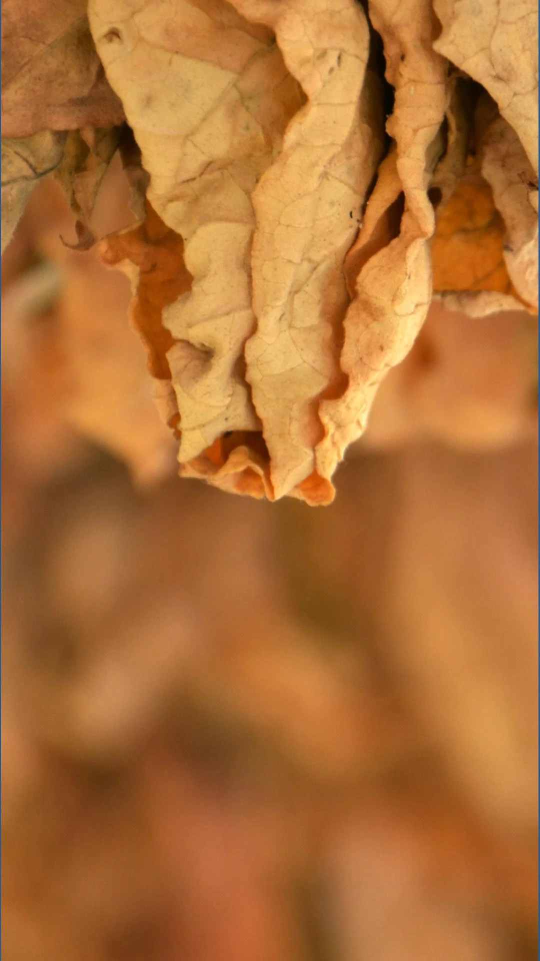 ਕੇਂਟਕੀ ਨੂੰ ਤਮਾਕੂ ਸੌਦੇ ਤੋਂ 94 ਮਿਲੀਅਨ ਡਾਲਰ ਮਿਲੇ