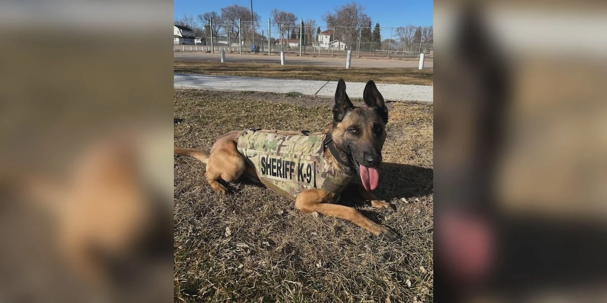ਮੇਰਿਕ ਕਾਉਂਟੀ K9 ਕੁੱਤੇ ਨੂੰ ਮਿਲੀ ਨਵੀਂ ਬਾਡੀ ਆਰਮਰ