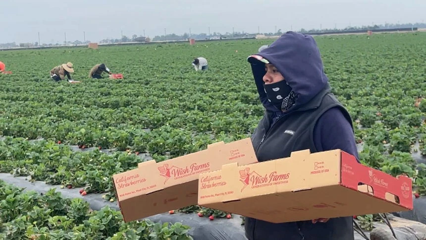 ਕਿਸਾਨ ਮਜ਼ਦੂਰਾਂ ਨੇ ਛੁੱਟੀ 'ਚ ਵੀ ਖੇਤਾਂ 'ਚ ਮਿਹਨਤ ਜਾਰੀ ਰੱਖੀ