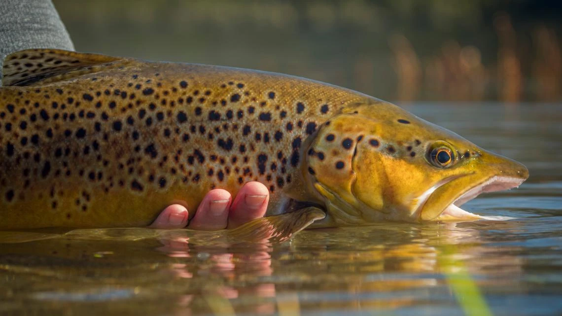 ਇਨਡੀਅਨਾ ਵਿੱਚ 52 ਹਜ਼ਾਰ ਟਰਾਊਟ ਛੱਡੇ ਜਾਣਗੇ