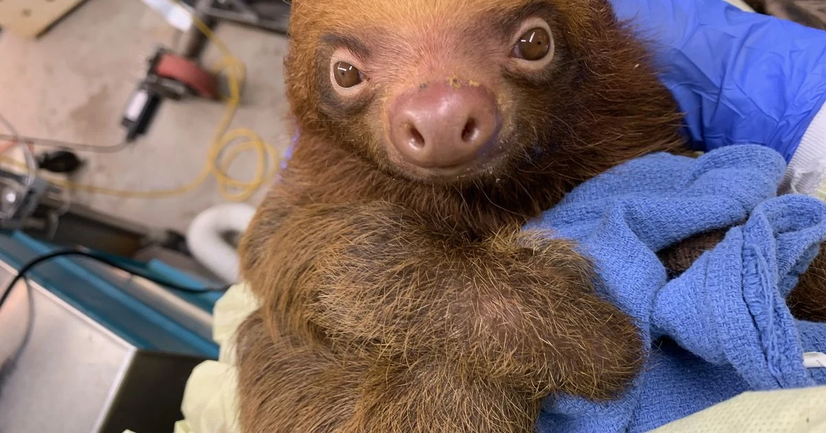 ਸੈਂਟਰਲ ਫਲੋਰੀਡਾ ਚਿੜਿਆਘਰ ਵੱਲੋਂ ਸਸਤੀਆਂ ਦੀ ਹਾਲਤ ਦੇ ਬਾਰੇ ਅਪਡੇਟ